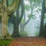 Stanmer Park by Slawek Staszczuk.