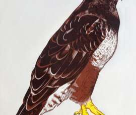 Buzzard by Georgia Flowers