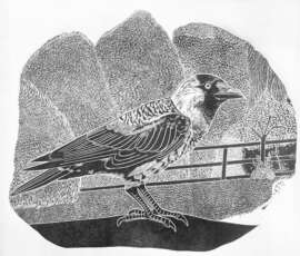 Jackdaw by Georgia Flowers