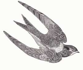 Swift by Georgia Flowers