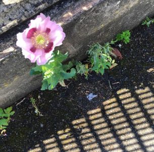Crack Plant