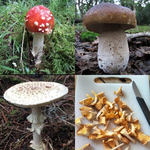 anna-cates-mushrooms-inspiration